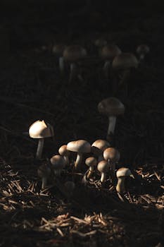 Leijona Kasino Bonus – Parhaat Tarjoukset Ja Kampanjat Suomalaisille Pelaajille