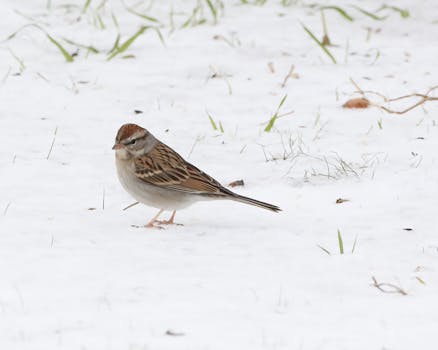 Laina Instantor: How The Service Simplifies Loan Applications And Credit Checks