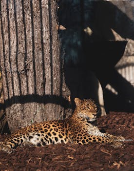 Tietoa Griffon Kasino - Pelit, Bonukset Ja Pelikokemukset
