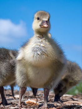 Ray Nettipokeri Facebook: Nettipokerin Pelaaminen Ja Yhteisöt Suomessa