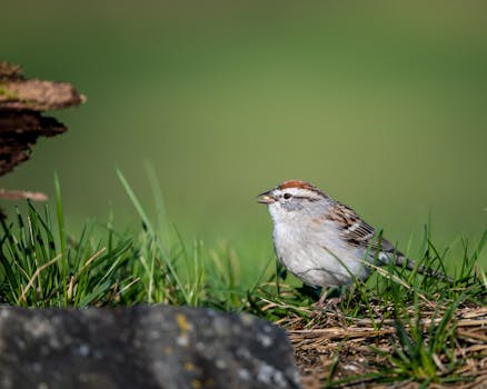Nordea Kultakortti – Turvallinen Ja Monipuolinen Mastercard-kortti Suomalaisille Kuluttajille
