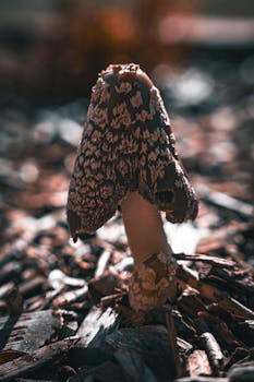 LeoVegas Arvostelu – Kasino, Slotit Ja Mobiilikokemus