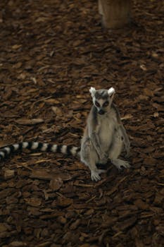 Jokeripokeri Peliautomaatti: Pelikoneiden Ja Videopokerin Tiedot